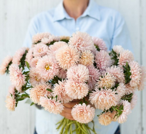  Aster Dwarf Triumph 